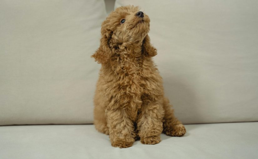 El Costo Real de la Compañía: Opiniones Caniche Toy del Nilo sobre Inversión Inicial y Gastos Anuales